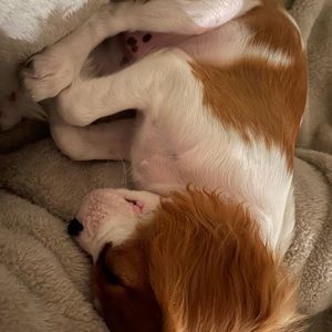 Meet your Posher, Savannah